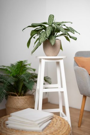 elegant-plants-decoration-vase